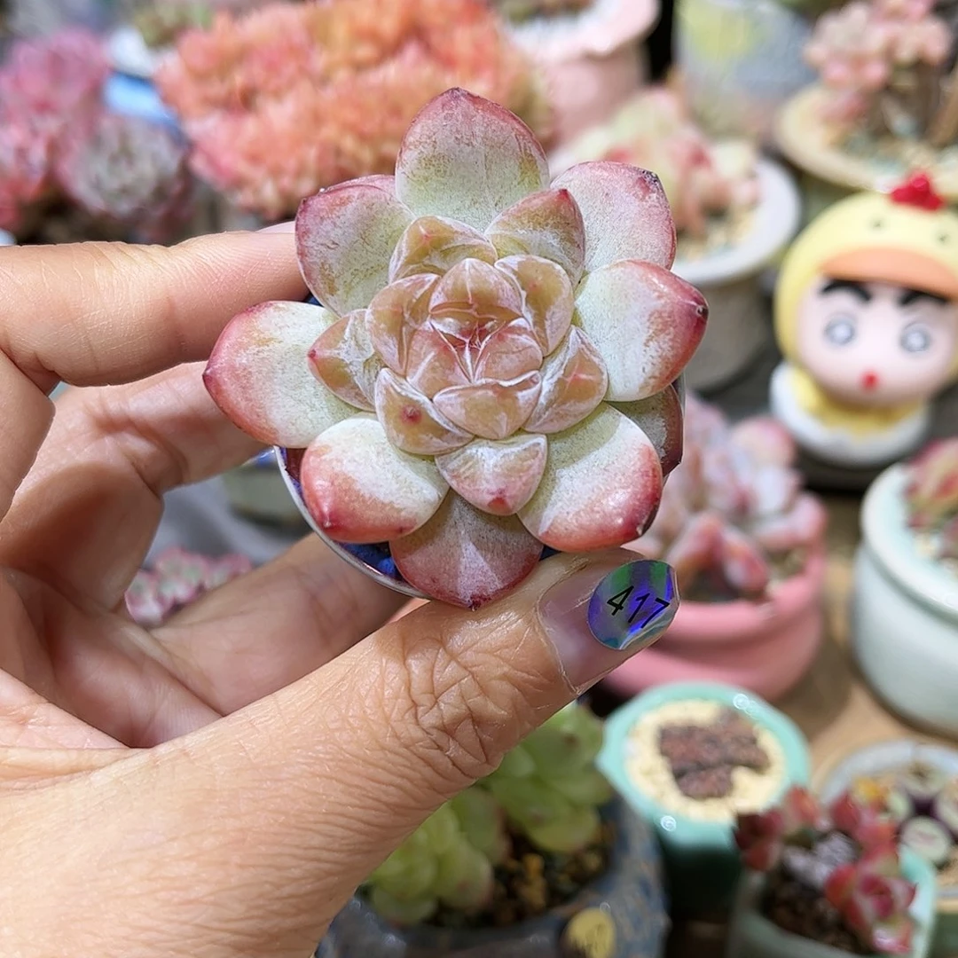 417 30包邮含盆含土发货