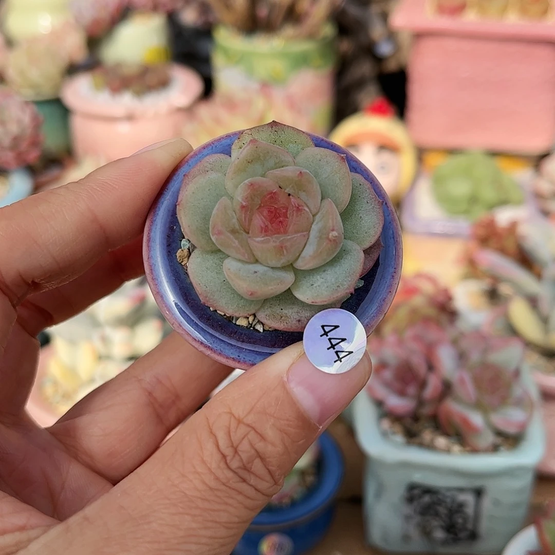 444 多肉含盆含土发满30元包邮