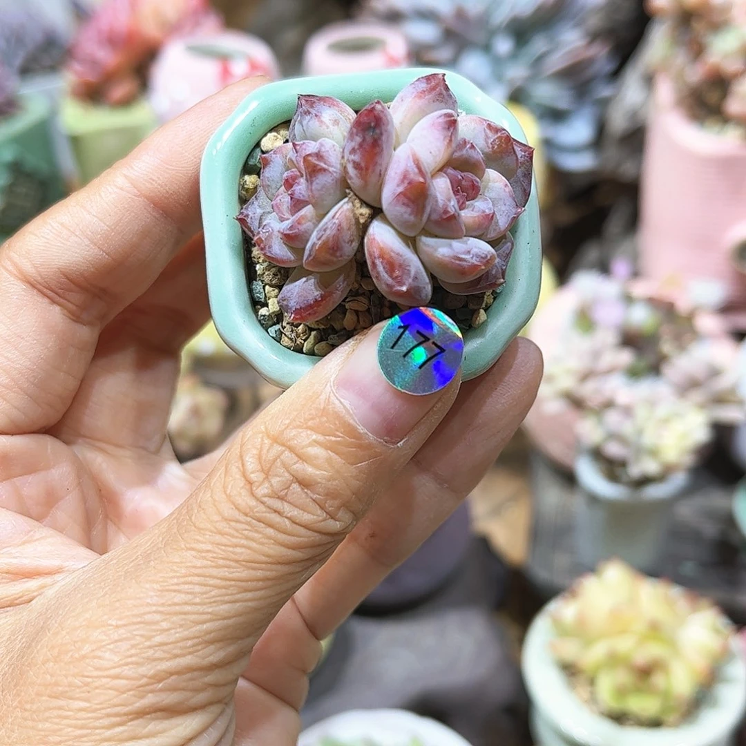 177 多肉含盆含土满30元包邮