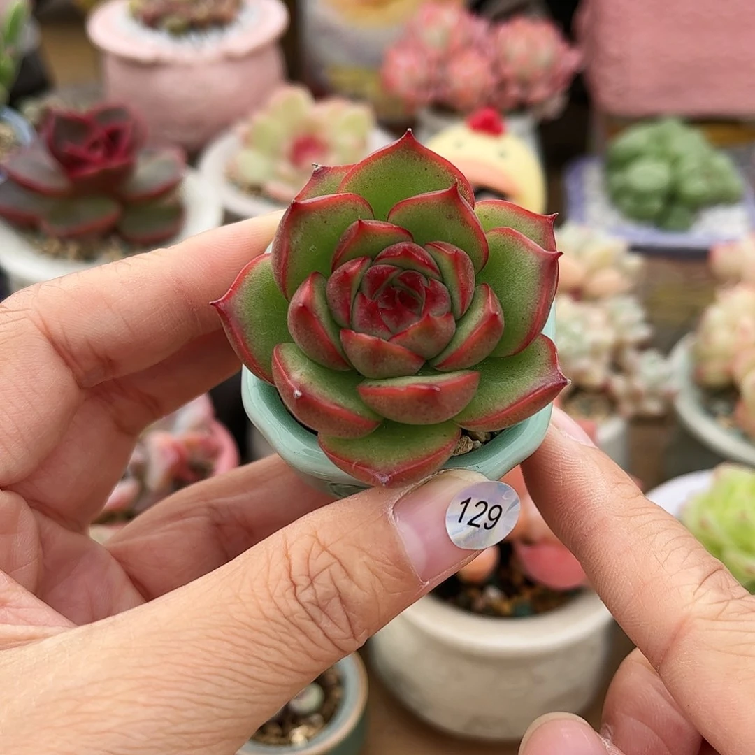 129 多肉含盆含土满30元包邮