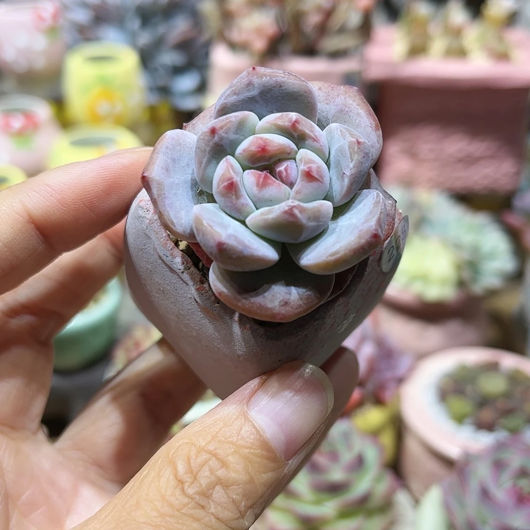 228 多肉含盆含土满30元包邮