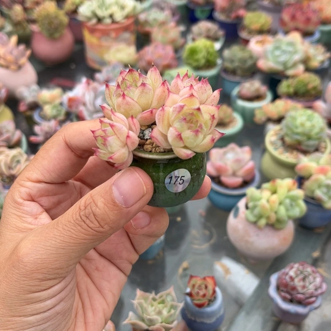 175 多肉含盆含土满30元包邮