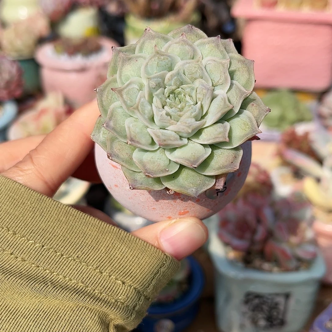 452 多肉含盆含土发满30元包邮