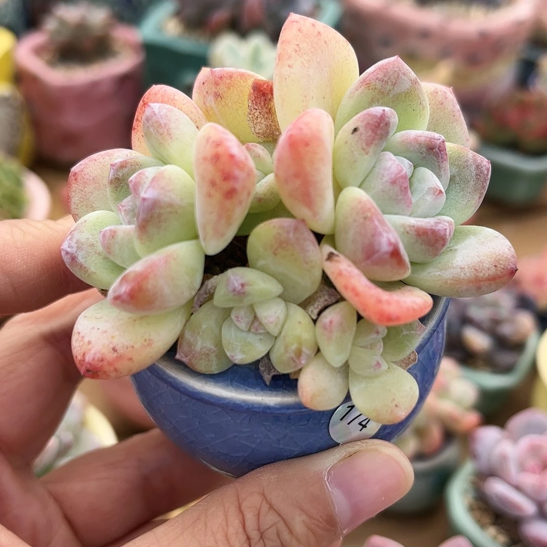 174 多肉含盆含土满30元包邮