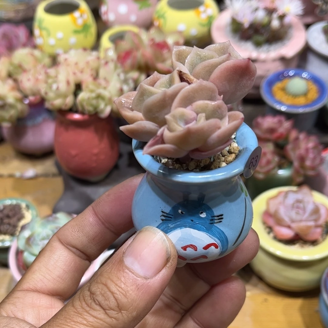 2单包邮 含盆含土发货63