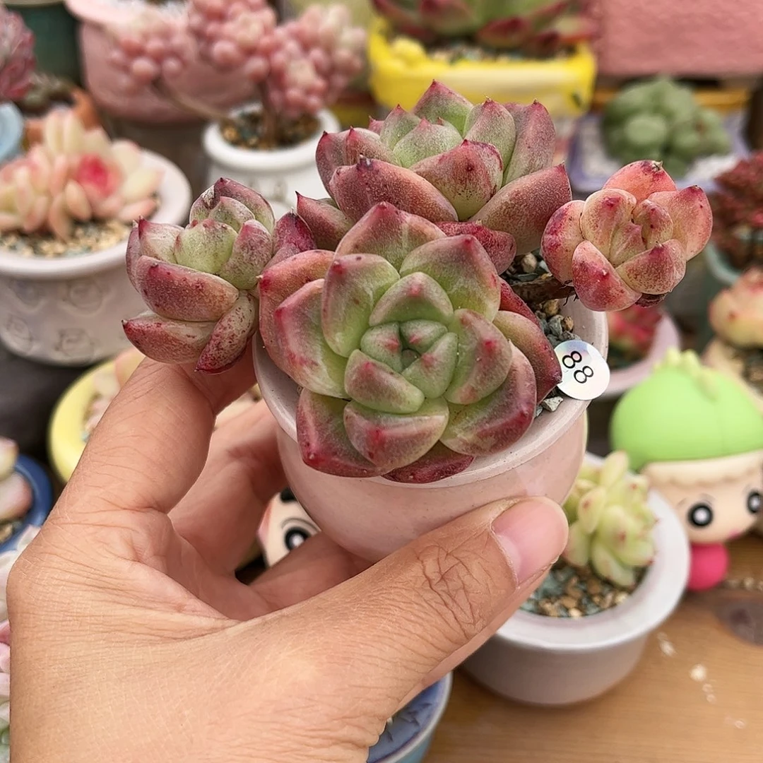 88 多肉含盆含土满39元包邮除偏远