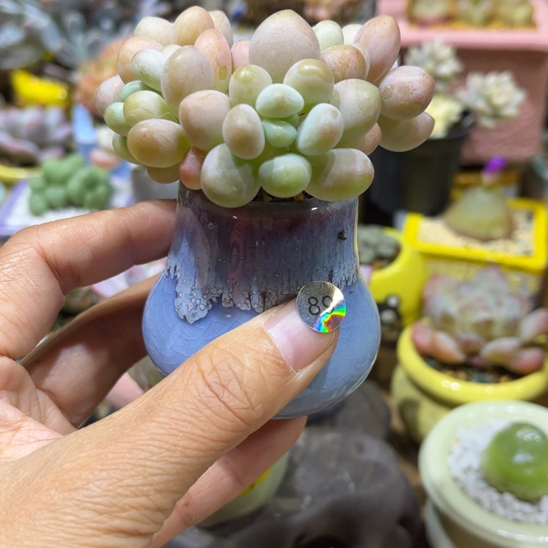 89 多肉含盆含土满30元包邮