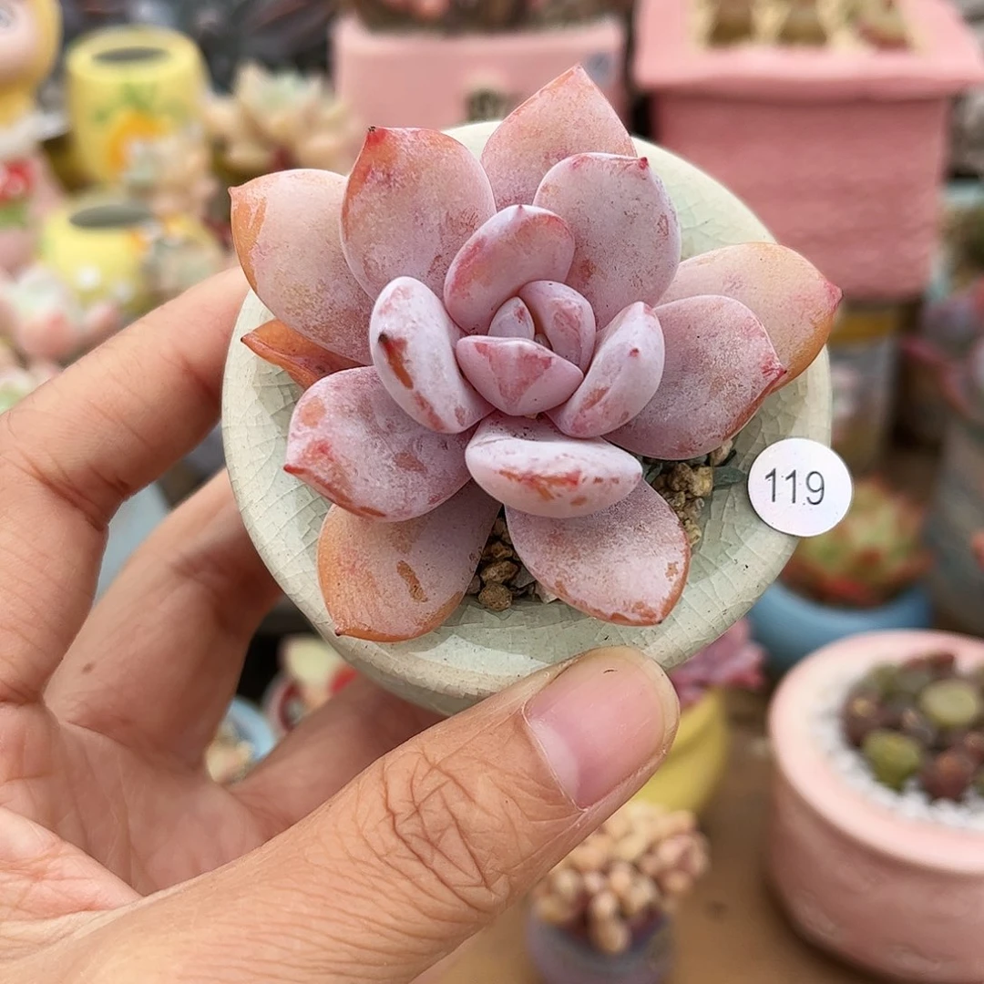 119 多肉含盆含土满30元包邮