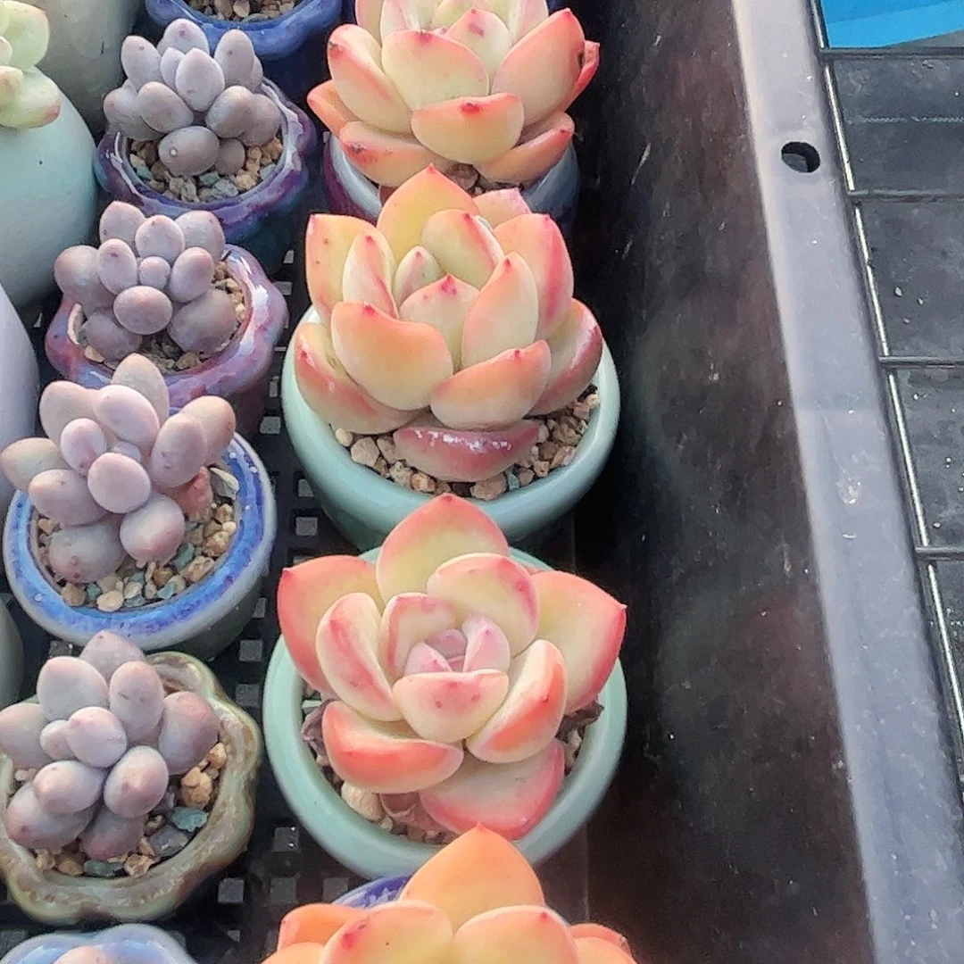 奶油泡芙 30包邮 脱土发货量