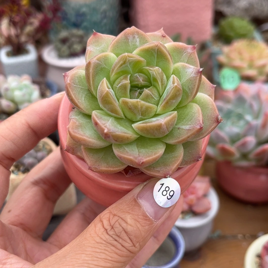 189 多肉含盆含土满30元包邮