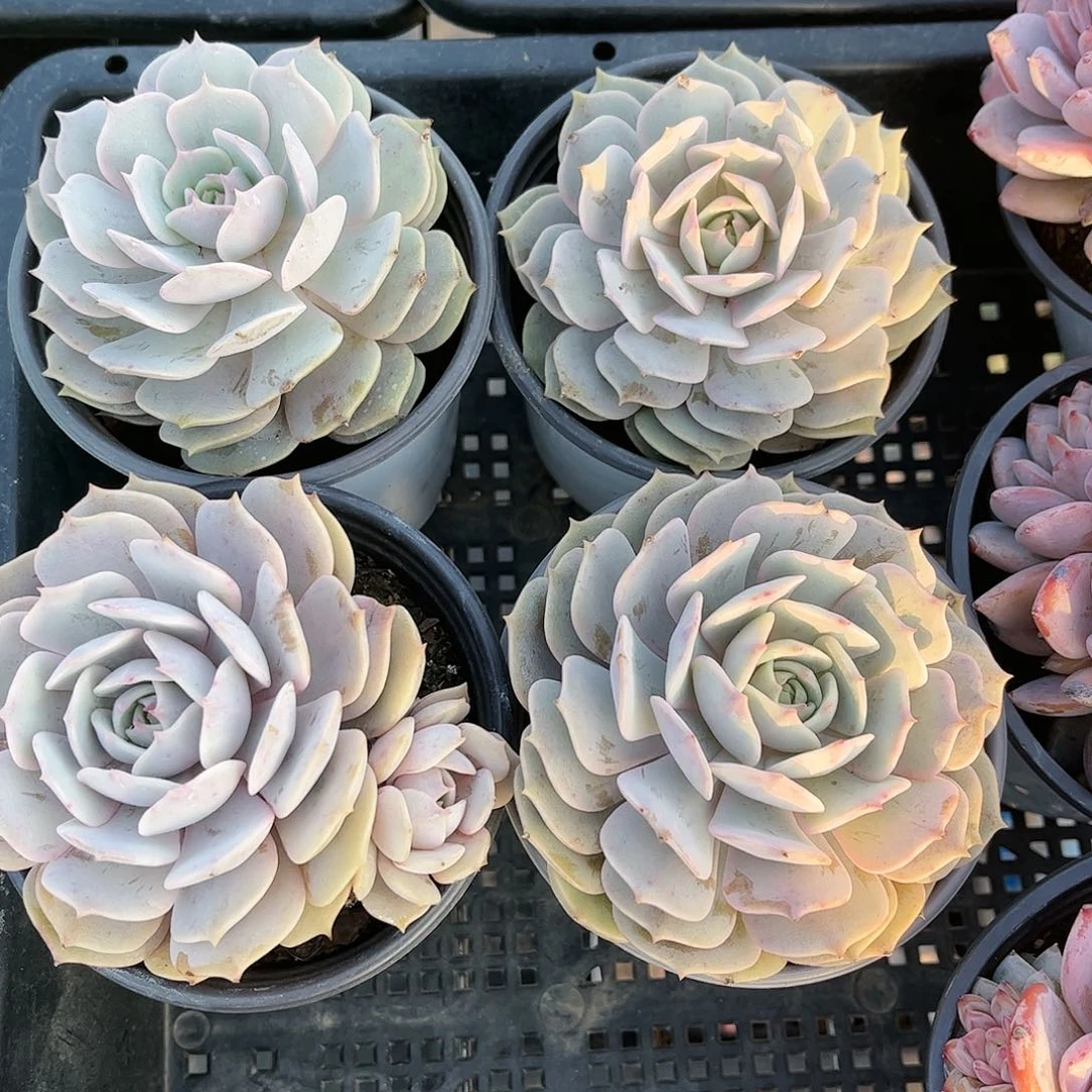 露娜莲  30包邮脱土发货