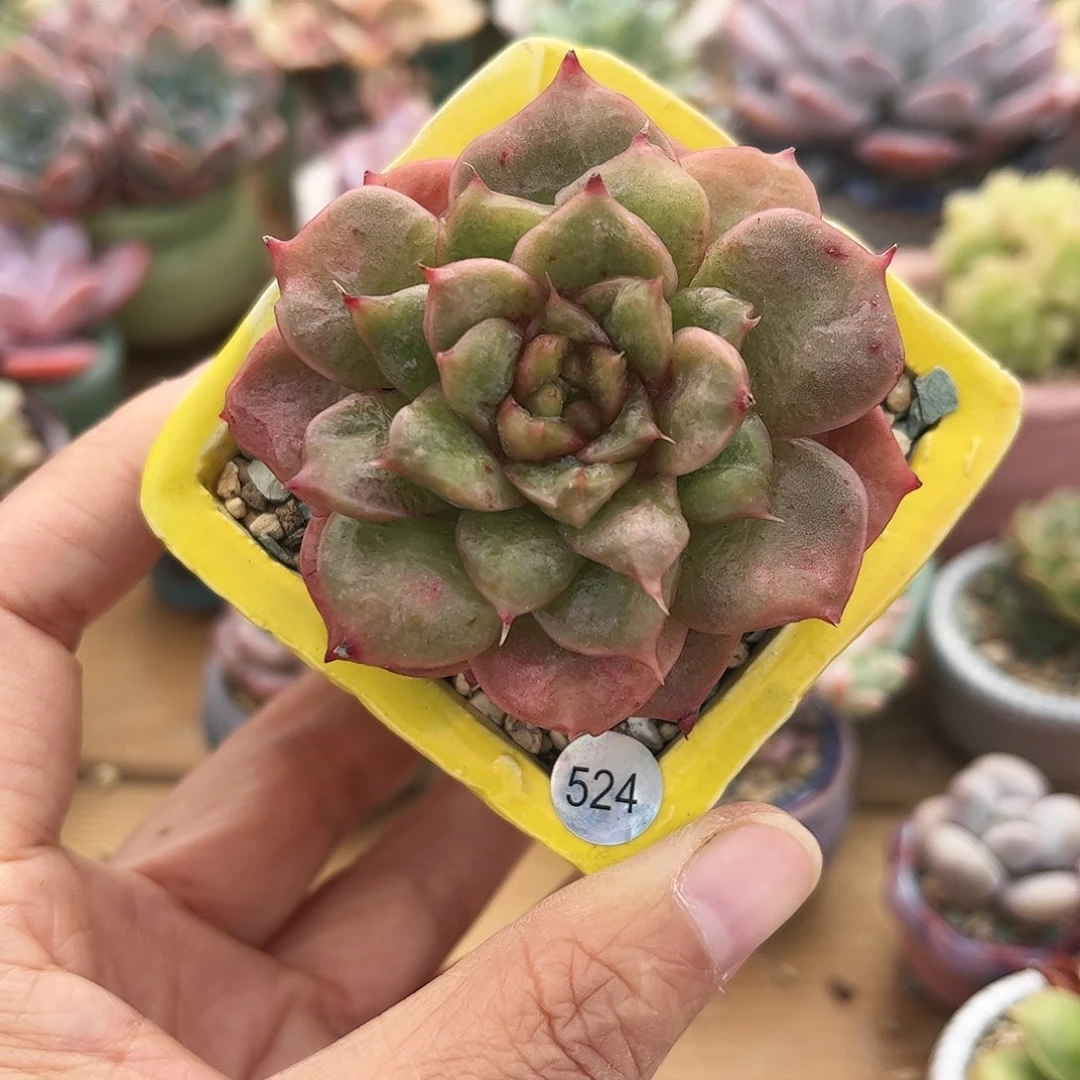 524 多肉含盆含土满30元包邮