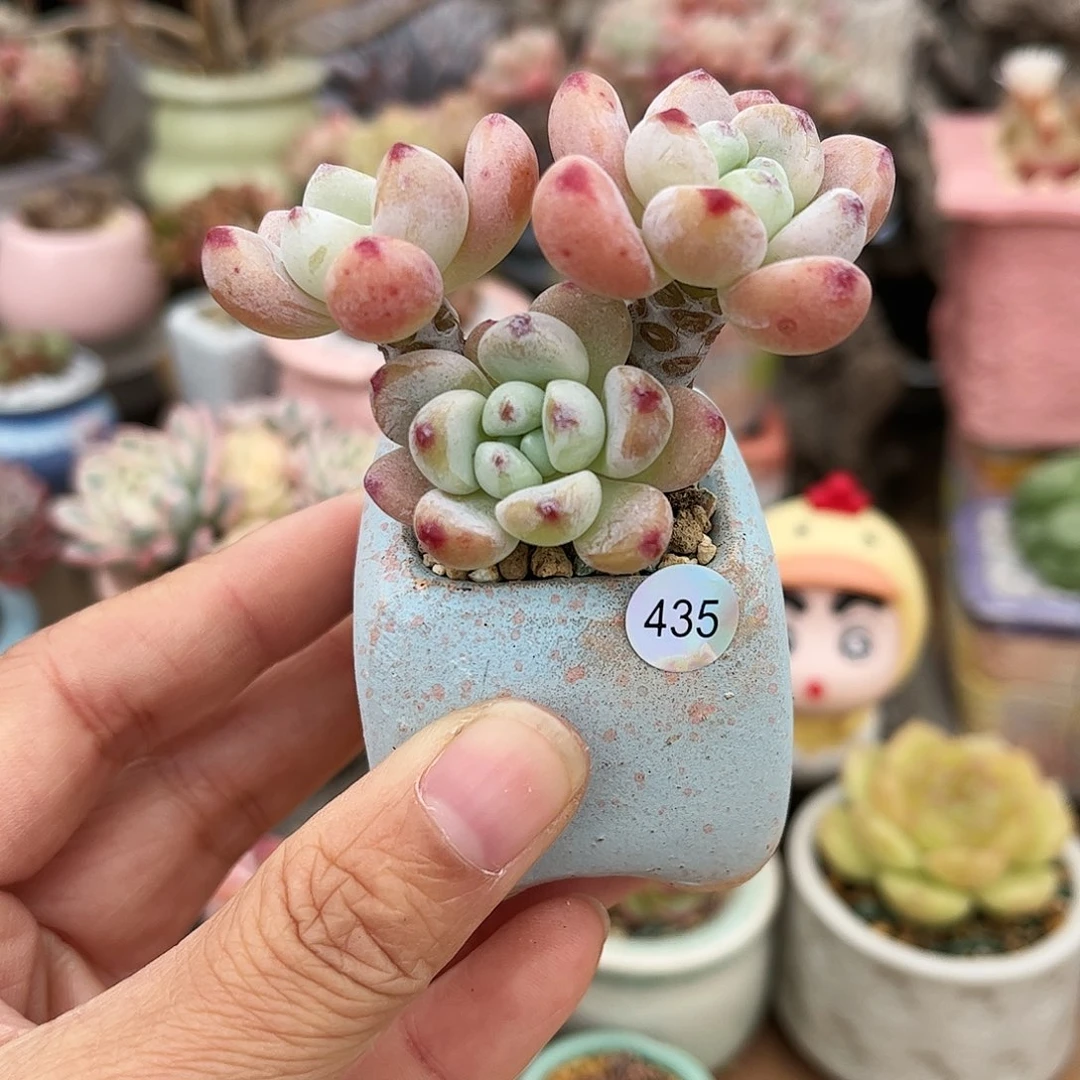 435 多肉含盆含土满30元包邮