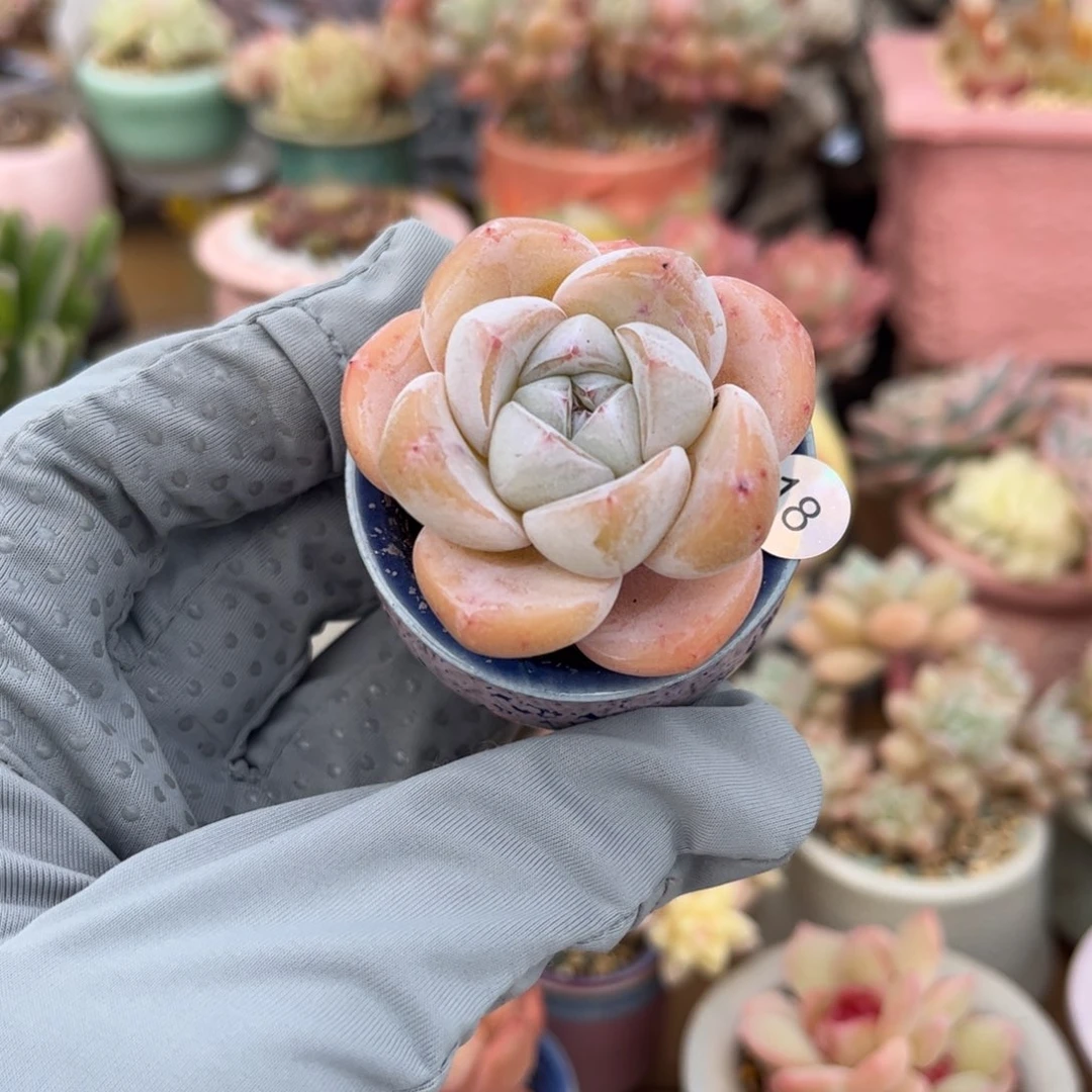 18 多肉含盆含土发货满30元包邮