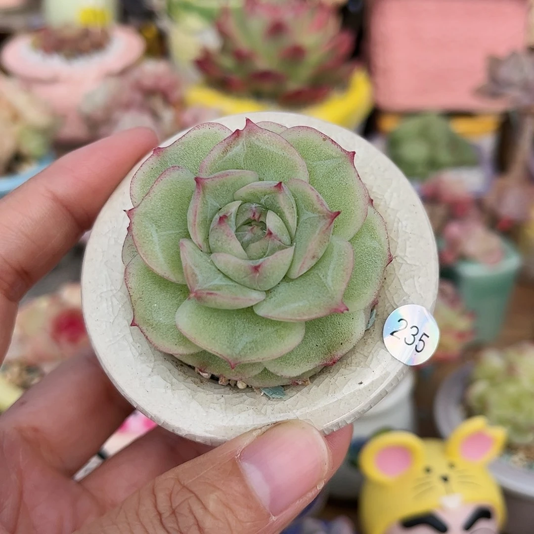 235 多肉含盆含土30元包邮除偏远