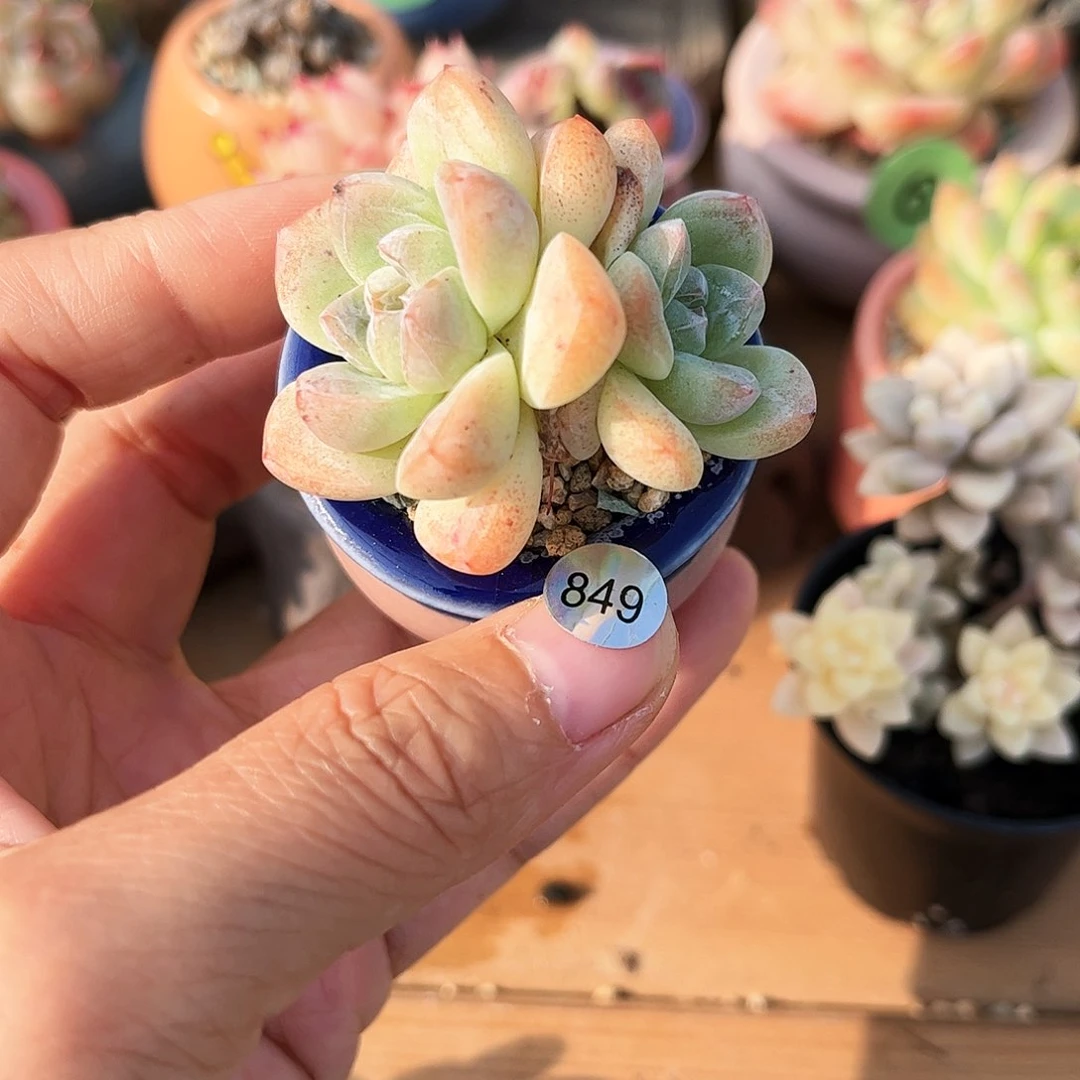 849 多肉含盆含土发货