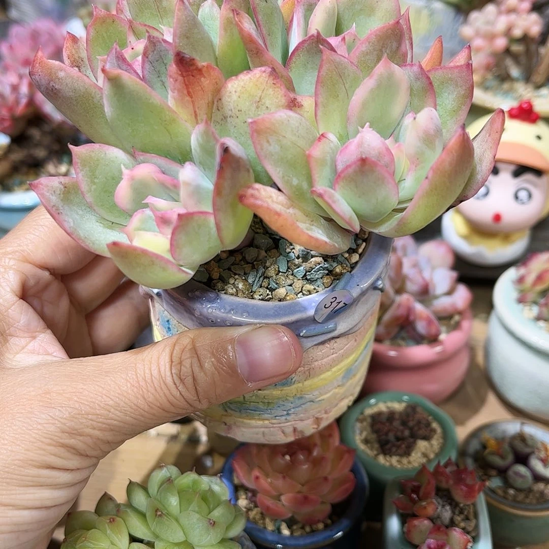 317 30包邮含盆含土发货