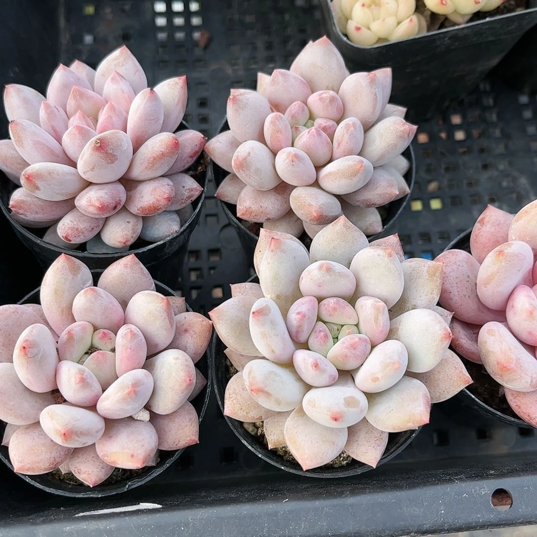 糖果美人30包邮脱土发货