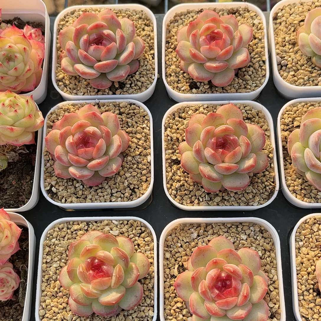 乌拉拉 珊瑚 多肉脱土量拍30元包邮除偏远