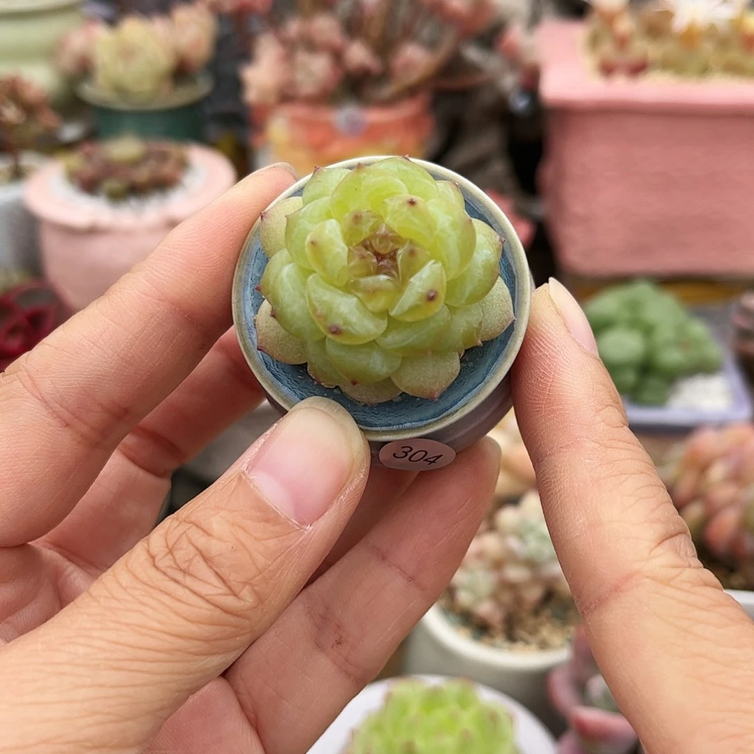 304 多肉含盆含土满30元包邮