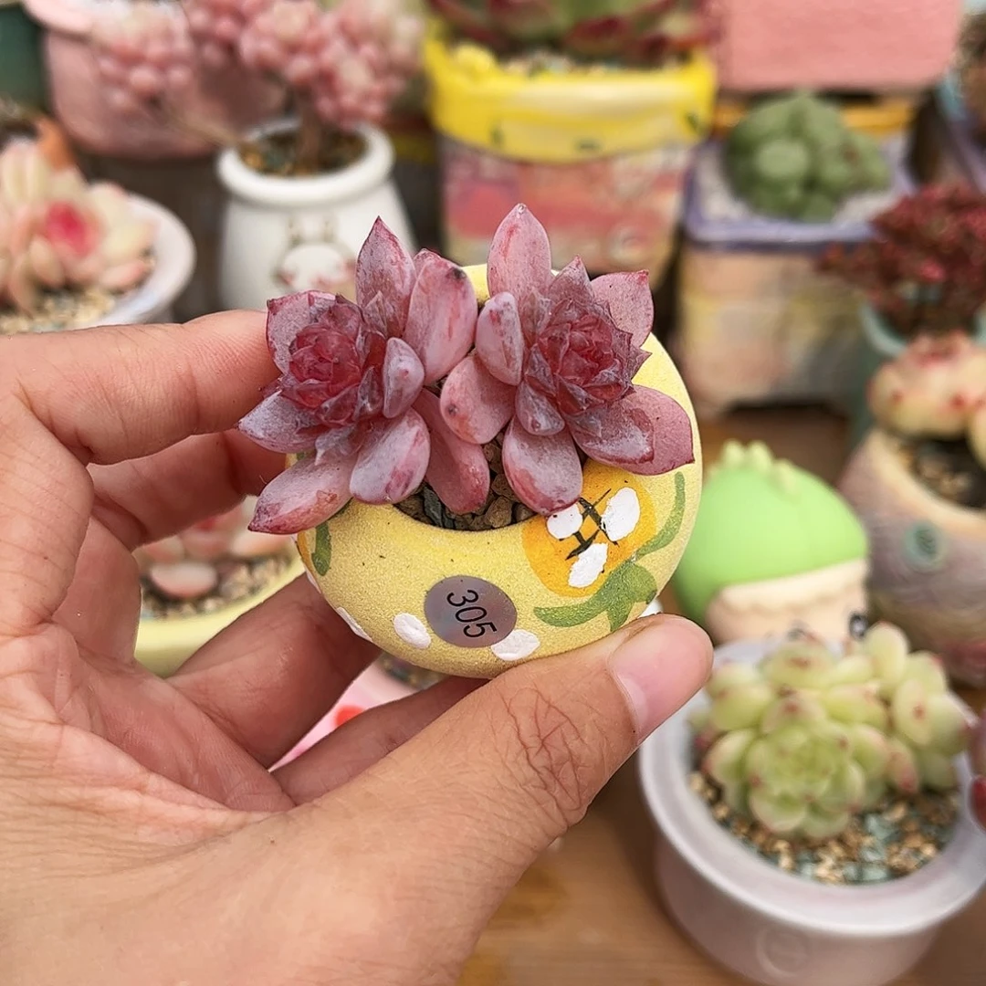 305 多肉含盆含土满39元包邮除偏远