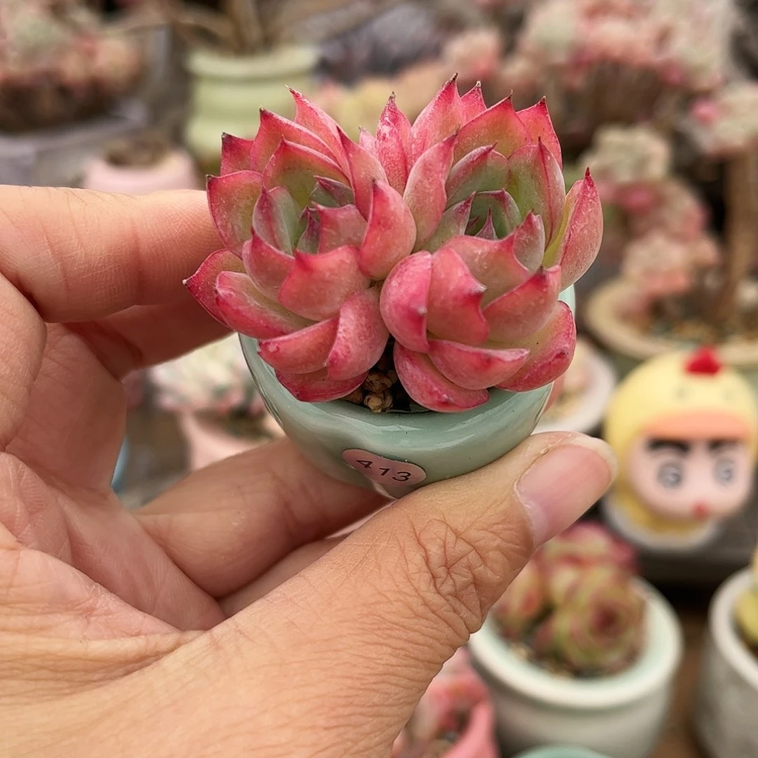 413 多肉含盆含土满30元包邮