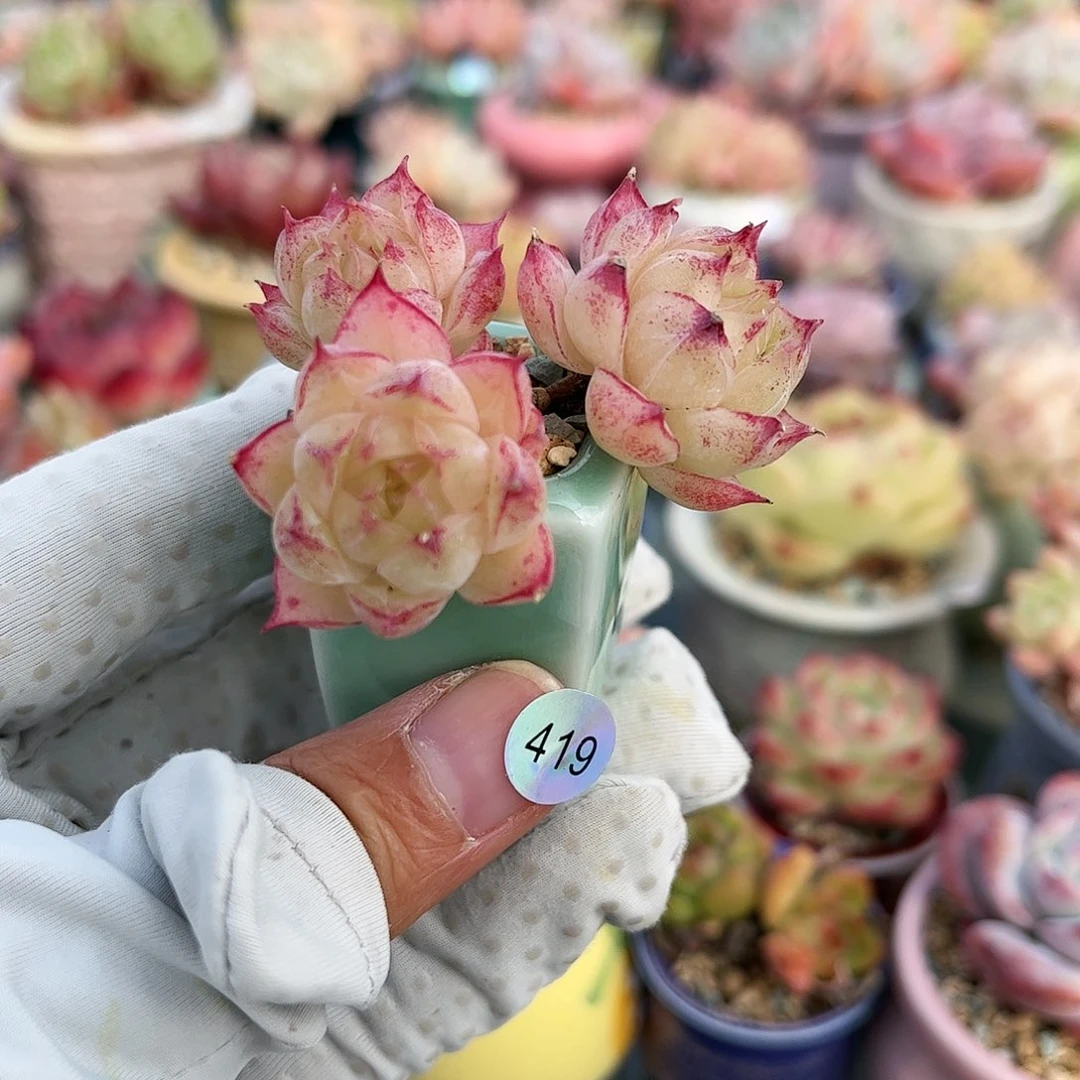 419多肉含盆含土30元包邮除偏远