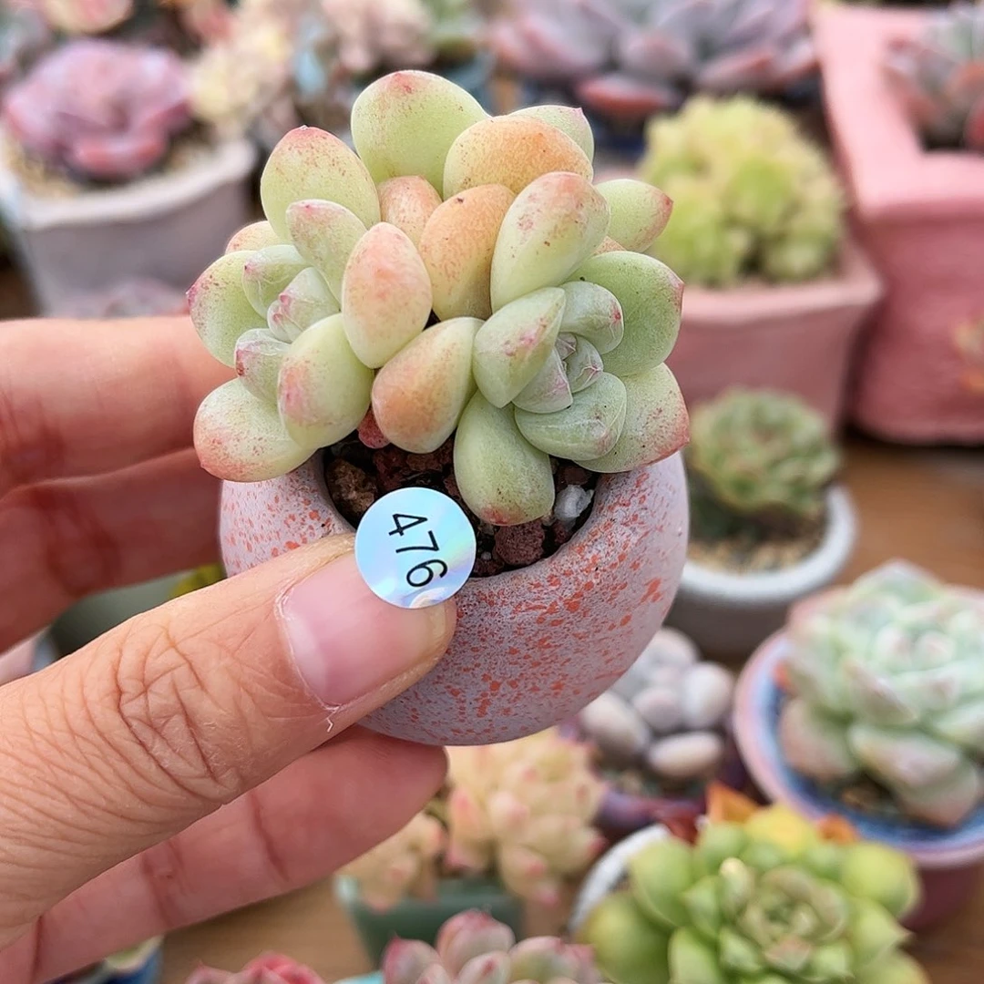 476 多肉含盆含土满30元包邮