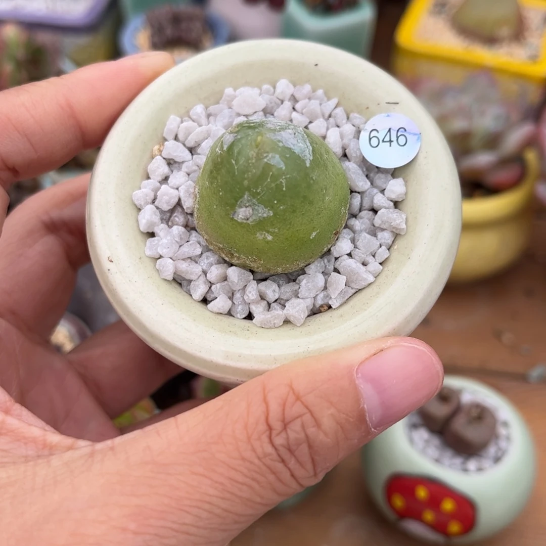 646 多肉含盆含土满30元包邮