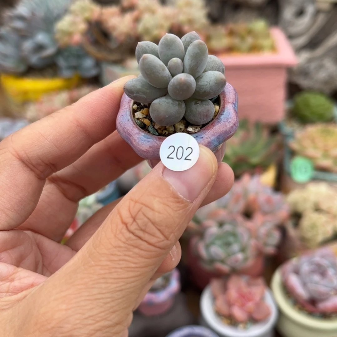 用****0202 多肉含盆含土满30元包邮