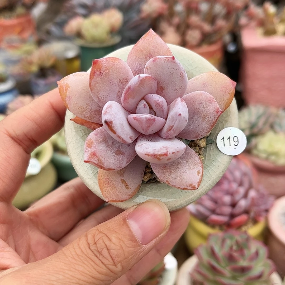 119 多肉含盆含土满30元包邮