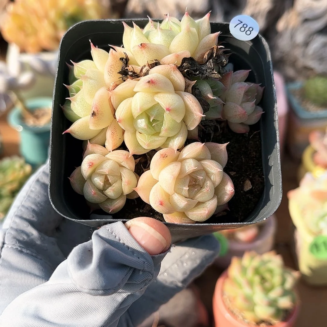 788多肉脱土发货