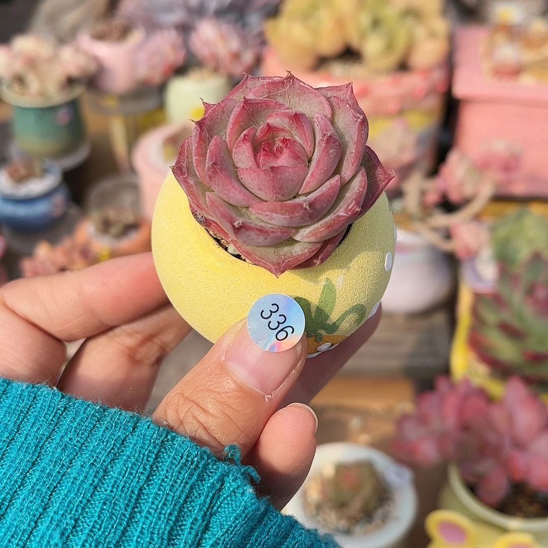 阿*336 30包邮含盆含土发货 偏远除外
