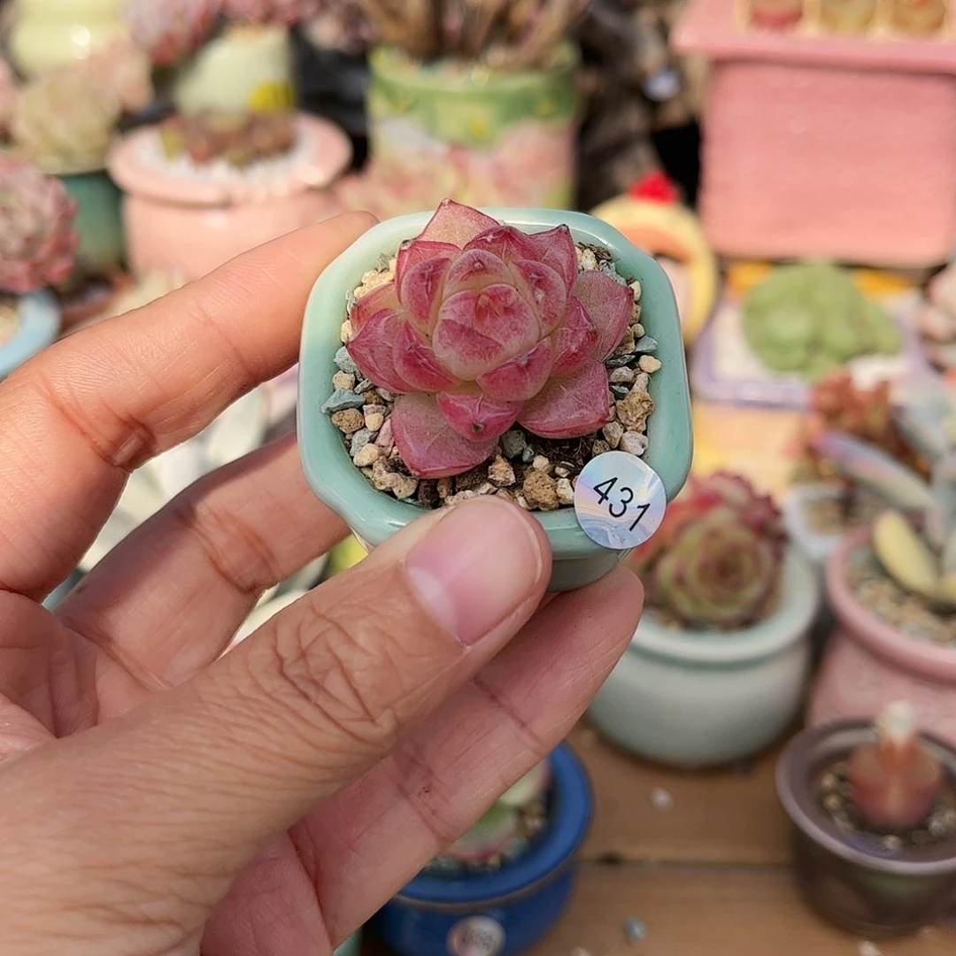 431 多肉含盆含土发满30元包邮