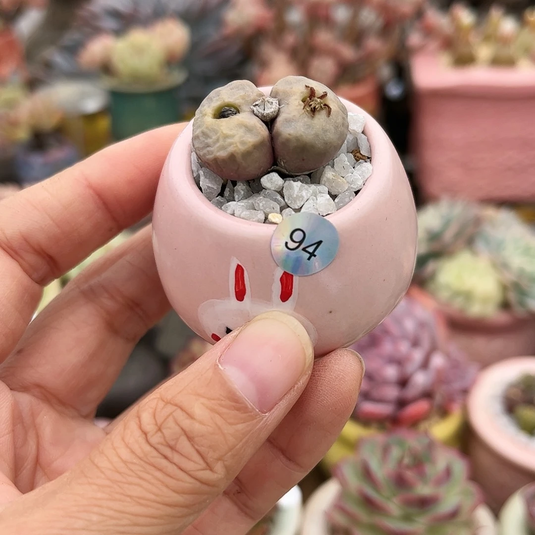 94 多肉含盆含土满30元包邮