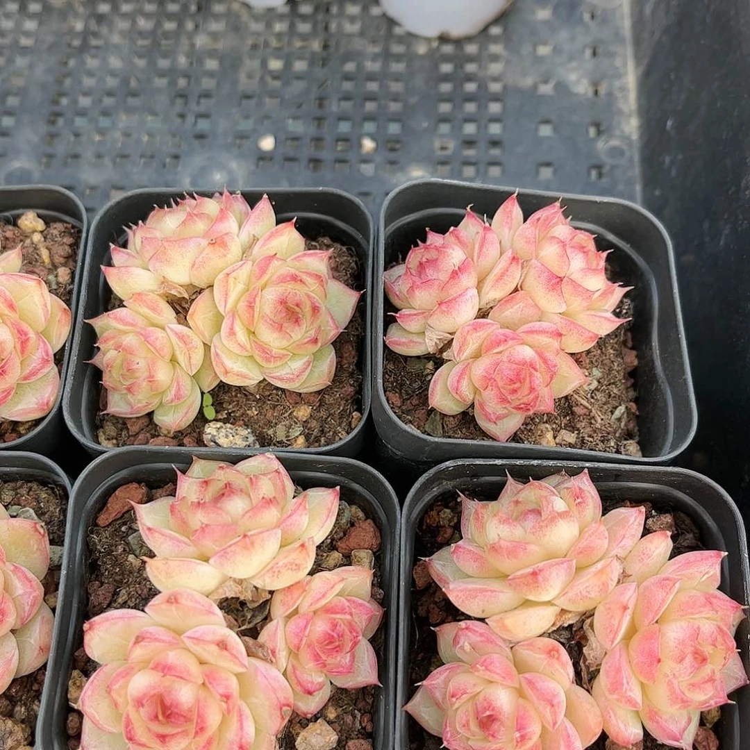 至尊女王群 满30元包邮拓土多肉量拍