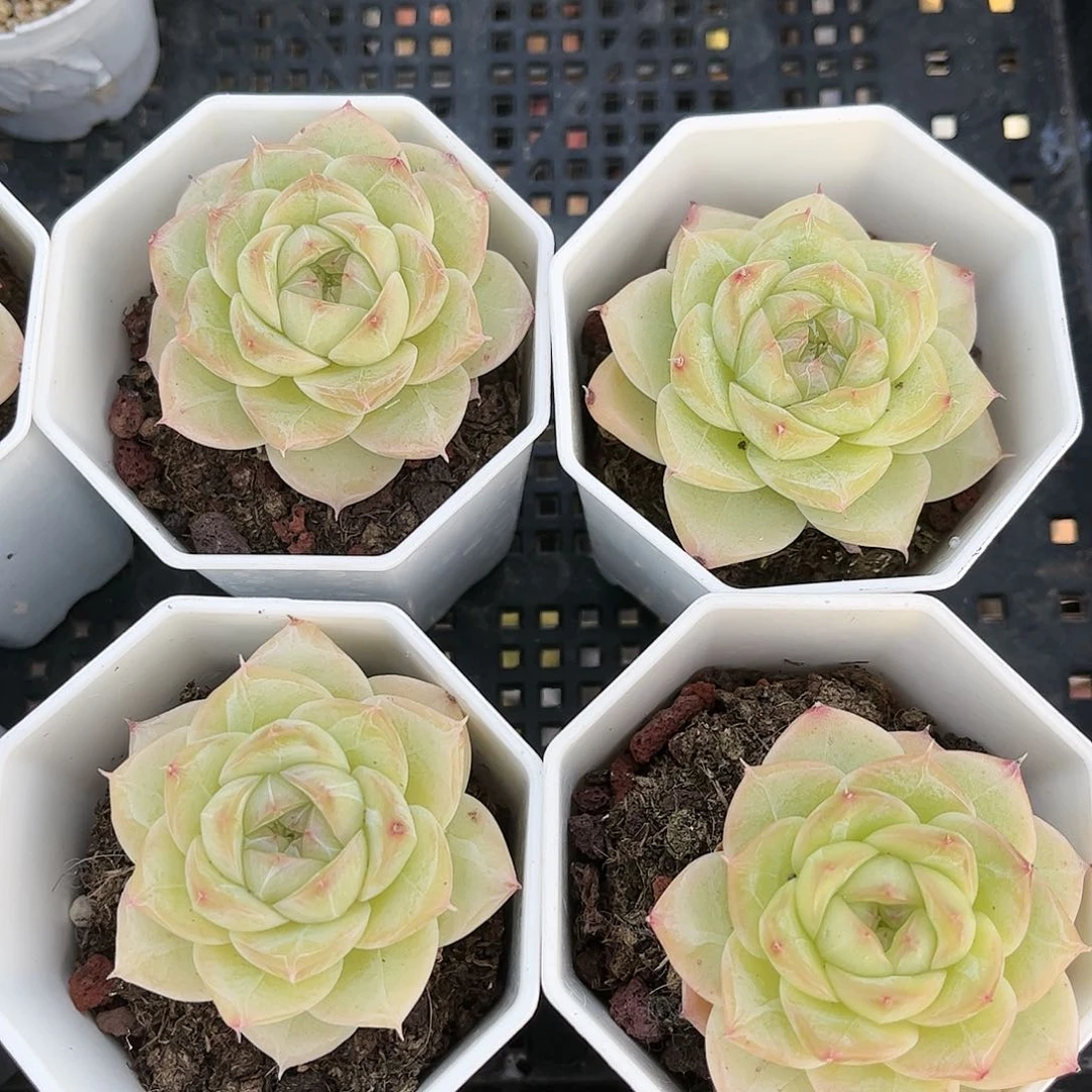 夏末宫晾  30包邮脱土发货