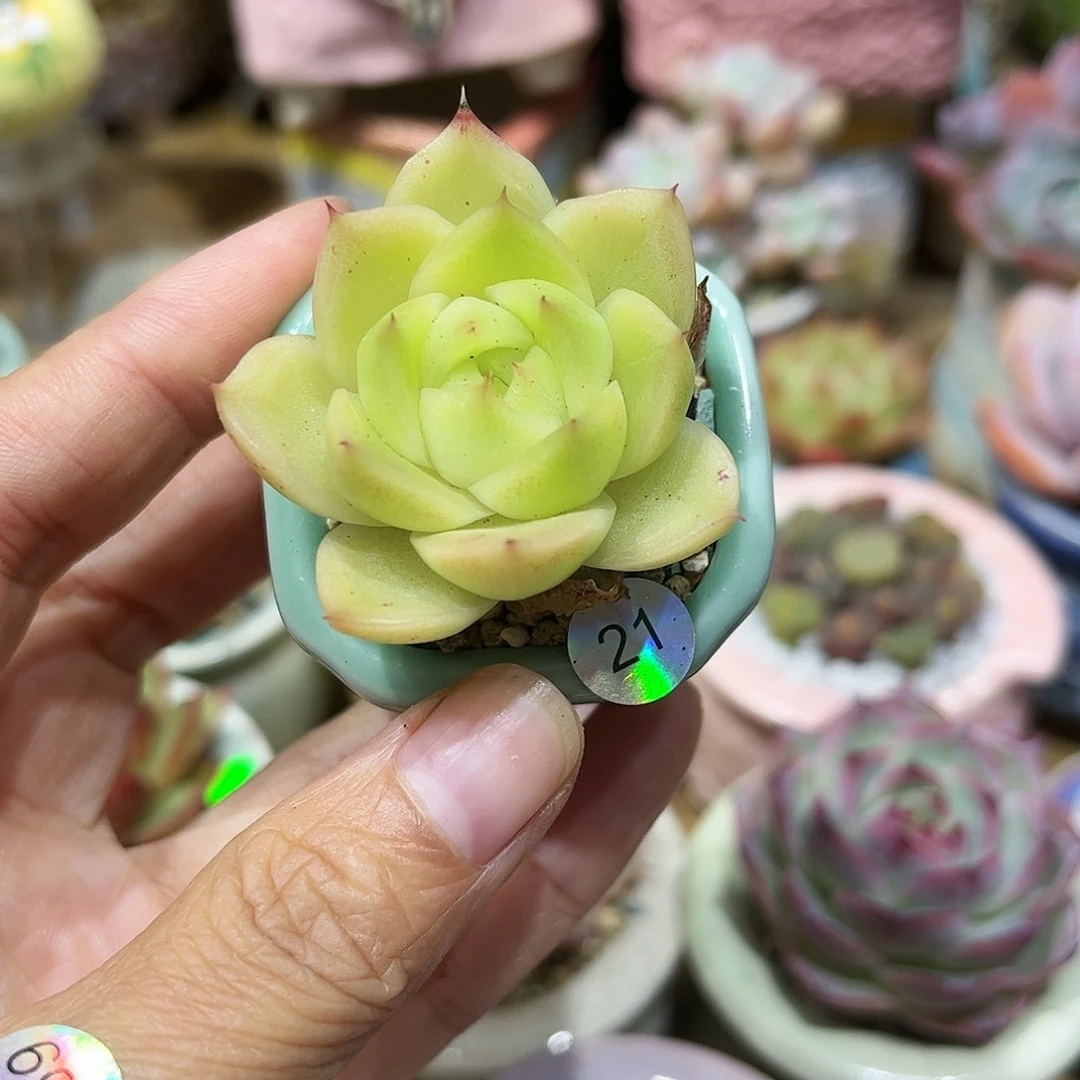 21 多肉含盆含土满30元包邮