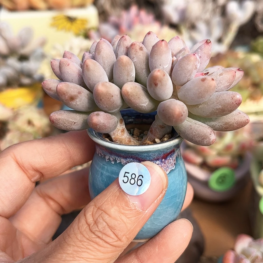 586 多肉含盆含土发货