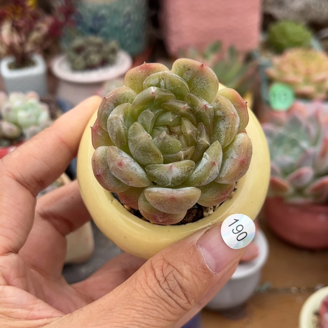 190 多肉含盆含土满30元包邮