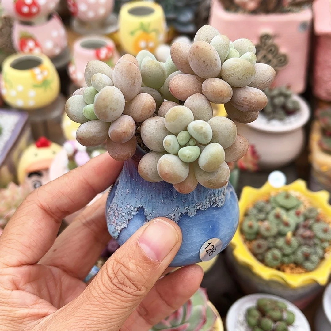 128 多肉含盆含土满30元包邮