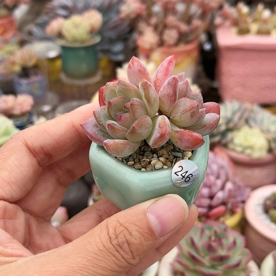 246 多肉含盆含土满30元包邮