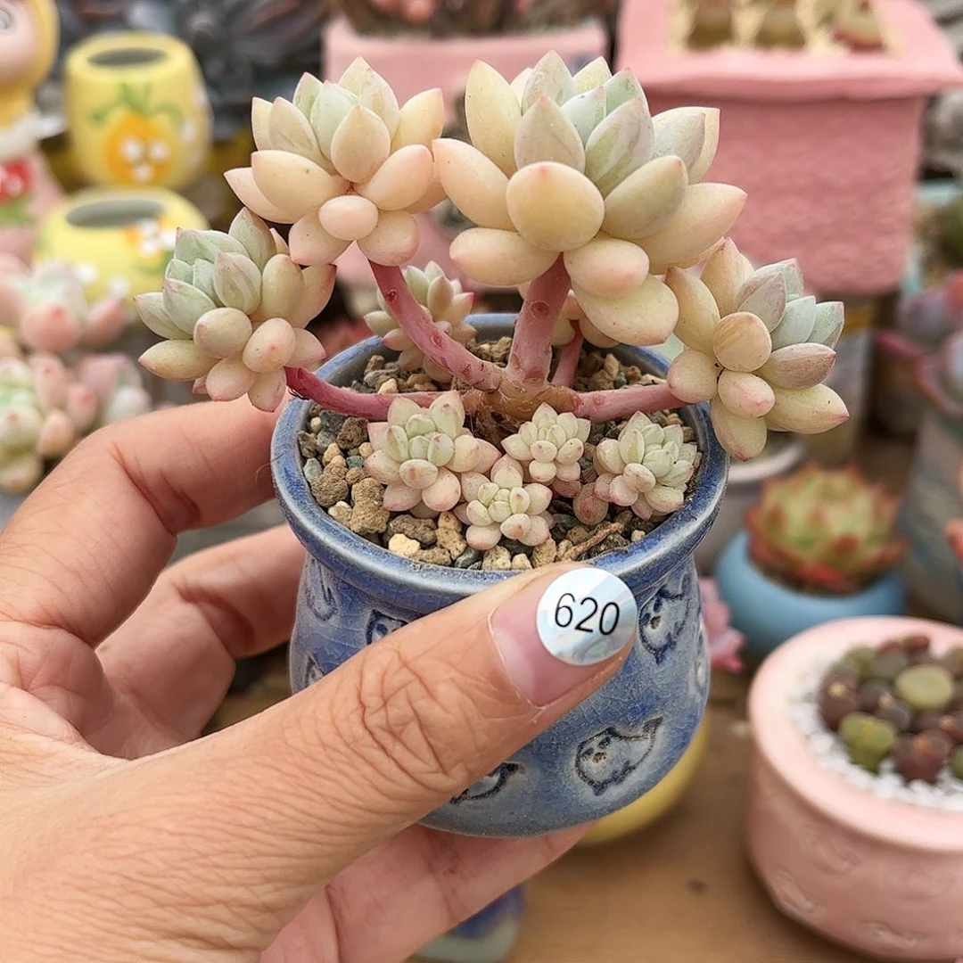620 多肉含盆含土满30元包邮
