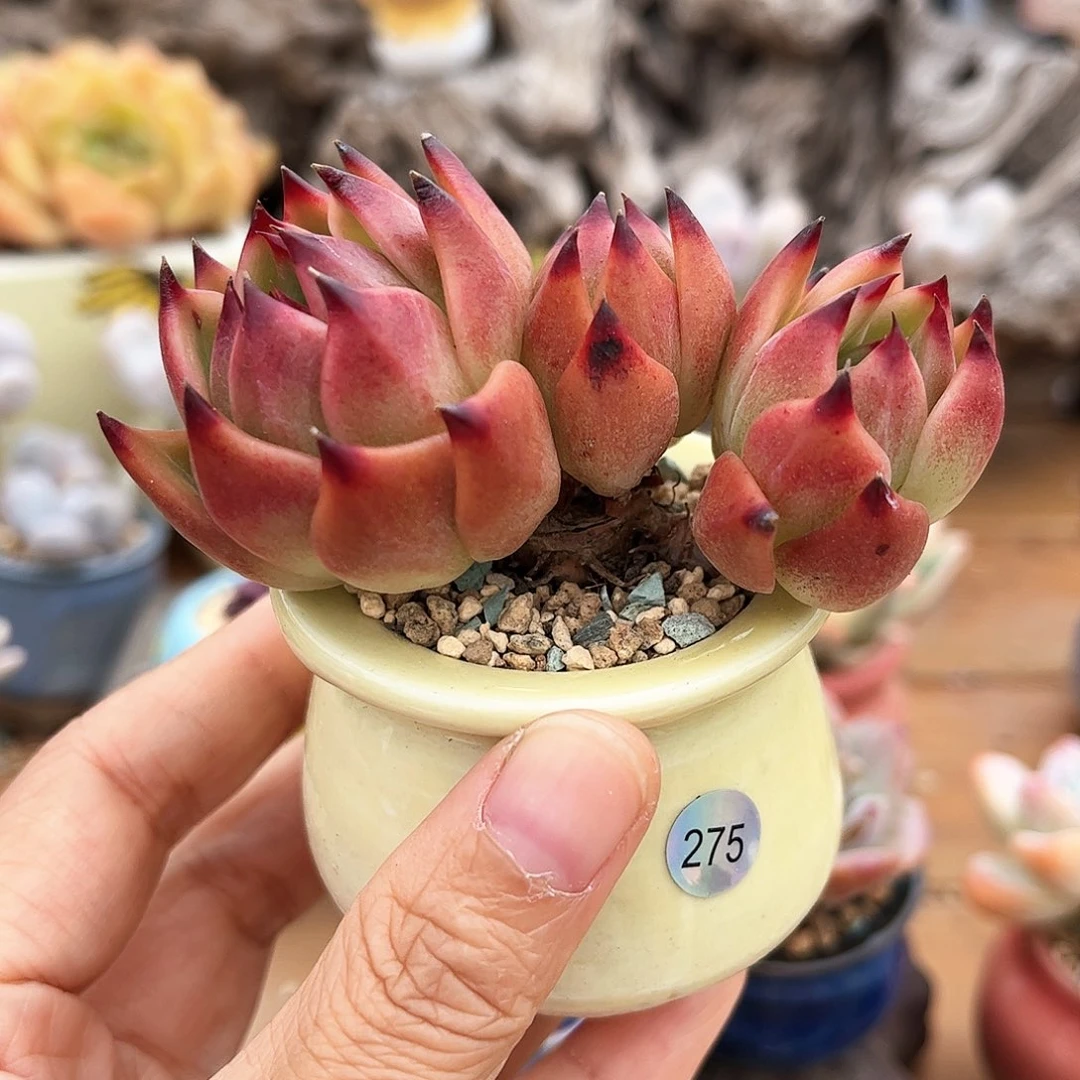 275 多肉含盆含土发货