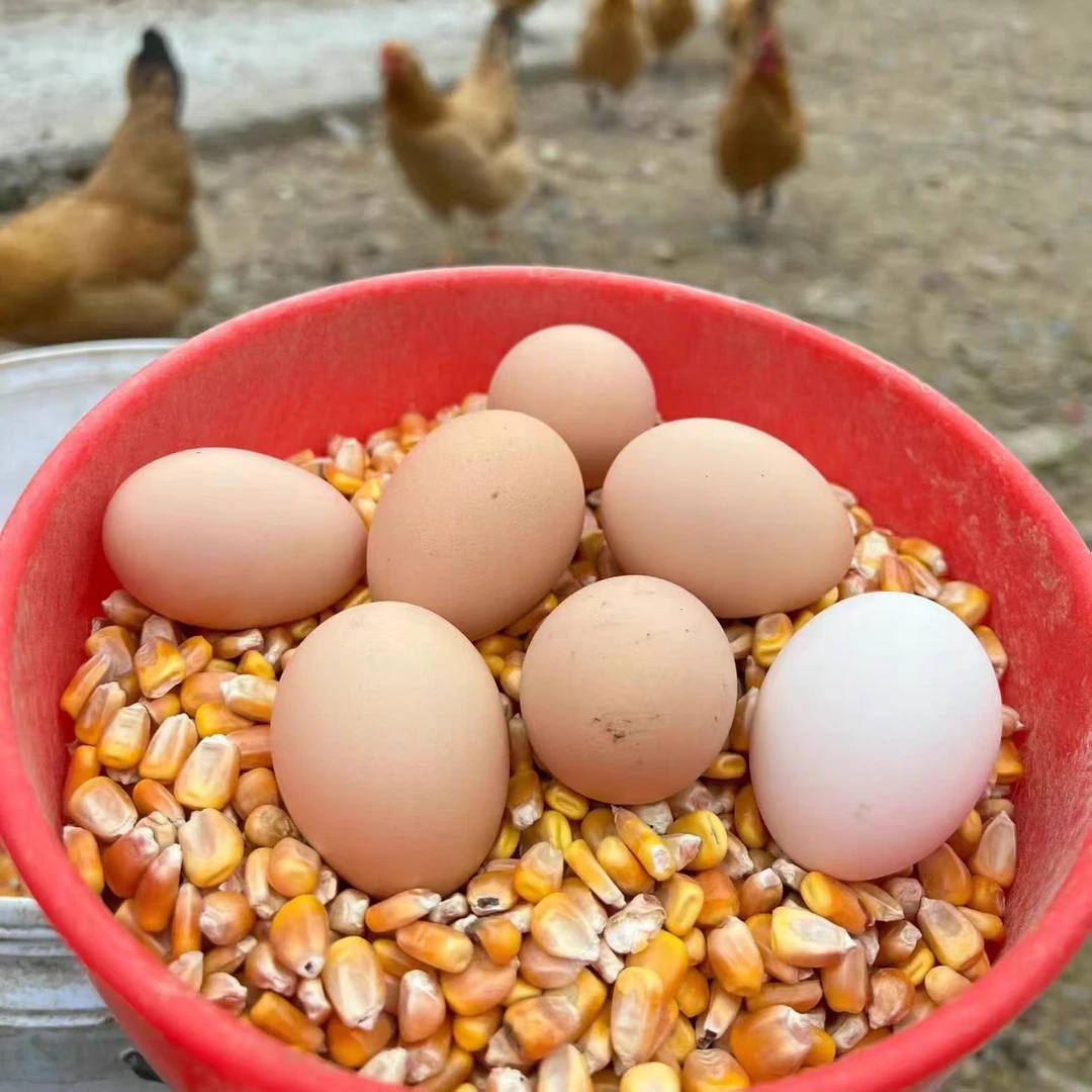【土鸡蛋】农家散养新鲜土鸡蛋
