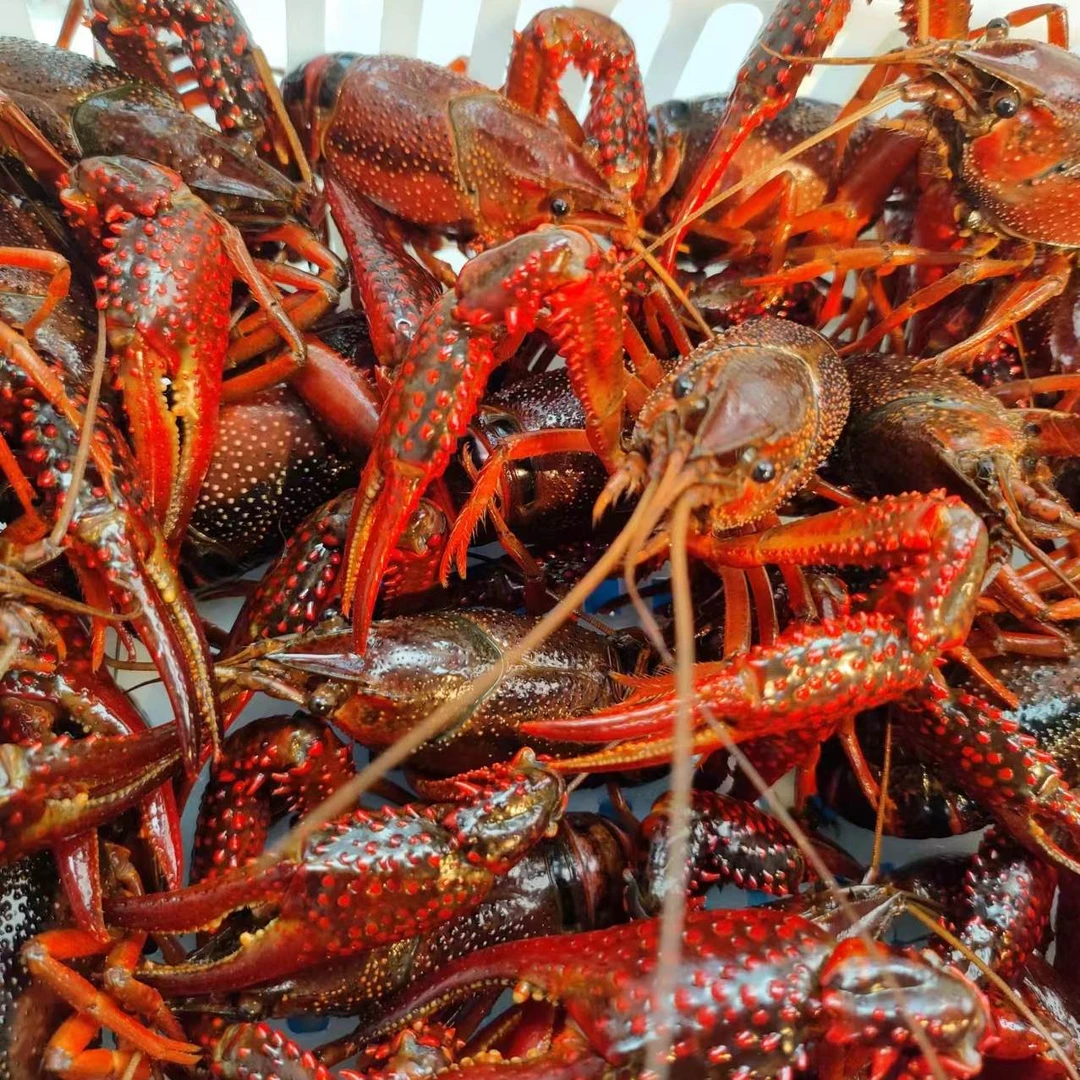 炮头至尊】0.9-1.2两江苏小龙虾鲜新鲜花雕虾炮头及3斤/5斤装