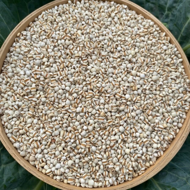 【云南小芳山货】精选农产品 薏米 500g~1500g