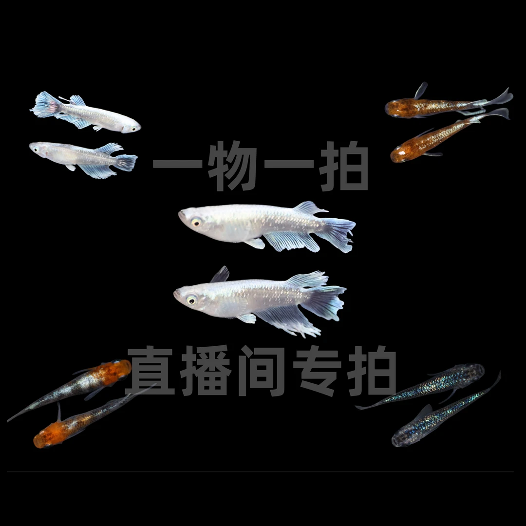 直播间拍卖三号 观背青鳉 小型迷你观赏冷水鱼 淡水 不加氧不过滤