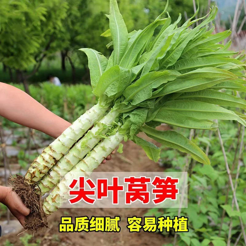（全店满5元包邮）尖叶大头莴笋种子蔬菜种籽莴笋种籽种子蔬菜种子