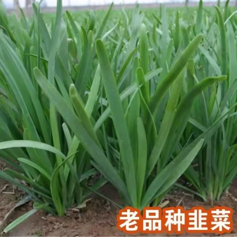 （全店满5元包邮）韭菜种子四季蔬菜宽叶大叶韭菜盆栽菜籽